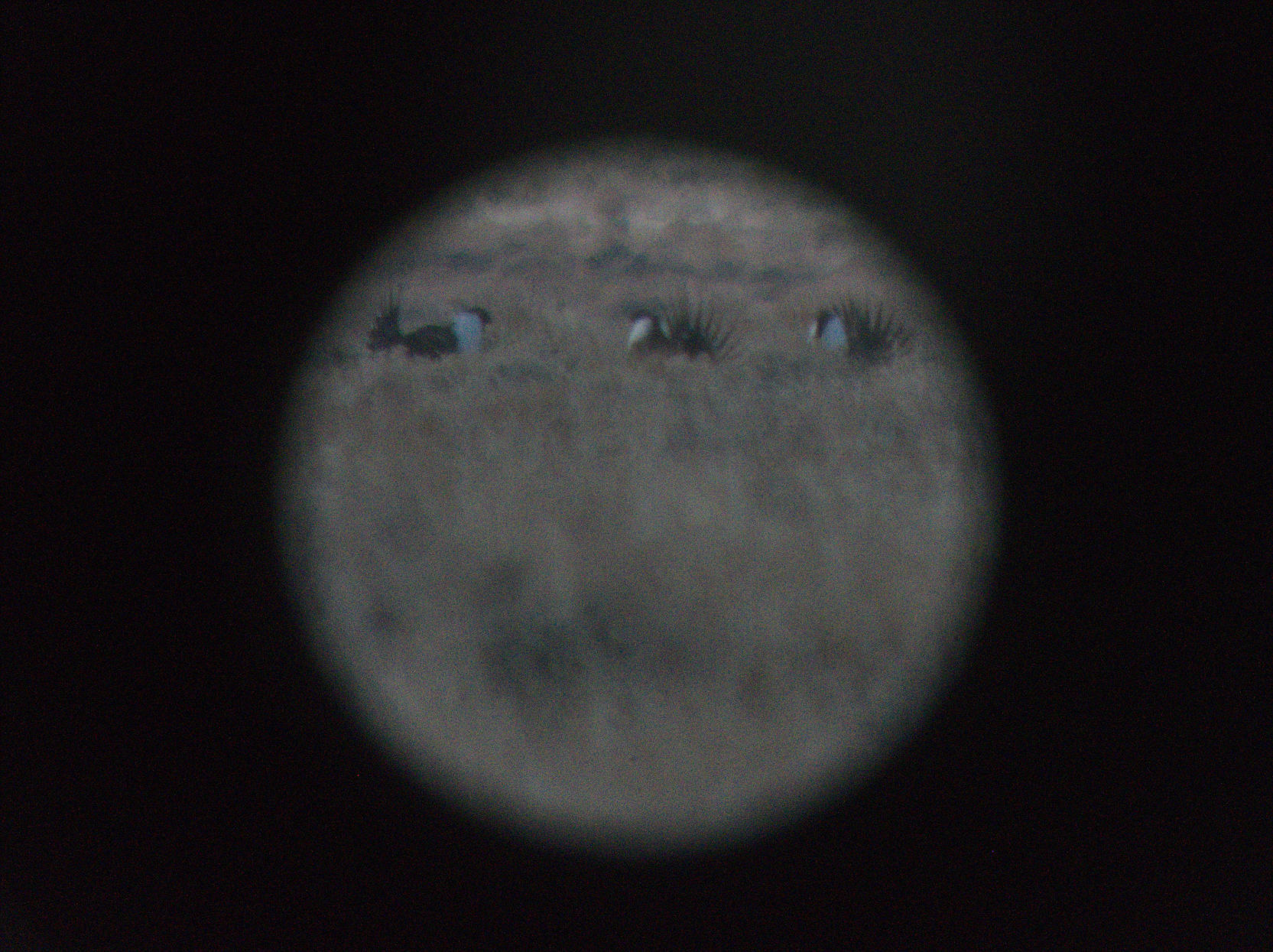Magic Valley sage grouse